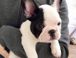 французского бульдога