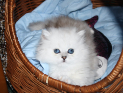 Британские котята окраса шиншилла