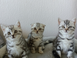 Шотландские котята