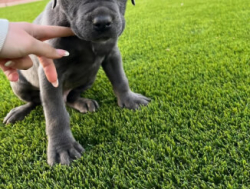 Щенки стаффордширского терьера