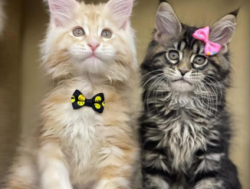 Maine Cooni kassipojad saadaval