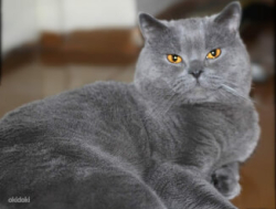 Британский кот, приглашает на вязку невест.