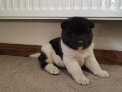 Очаровательный щенок акиты