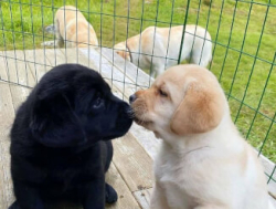 Щенки лабрадора на продажу.