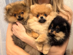 Щенки померанского шпица с родословной