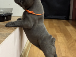 Французские бульдоги