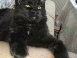 Мейн Кун мальчик