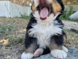 Великолепный щенок бернского зенненхунда