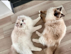 Armsad ragdoll-tõugu kassid lapsendamiseks.