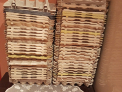 Птица, яйцо