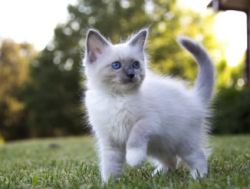 Невская маскарадная кошечка