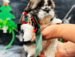 Shih tzu