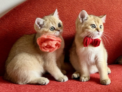 Шотландские котята