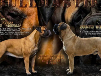 Щенки бульмастифа