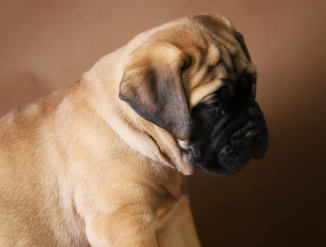 Бульмастиф