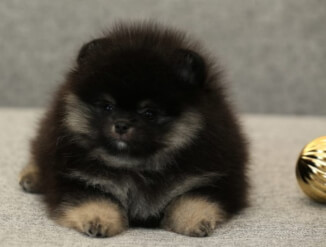 Померианский шпиц