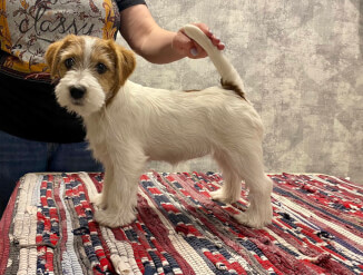 Щенки Джек Рассел Терьера