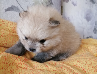 Померианский шпиц