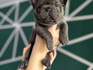 Замечательные щенки французского бульдога кобель и сука