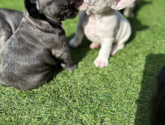 Прекрасные щенки французского бульдога