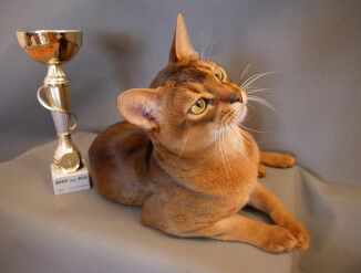 Абиссинские котята