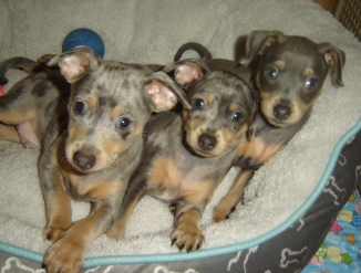 Щенки пражского крысарика(ратлика)