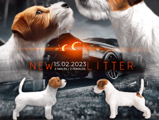 Щенок Джек Расселтерьера