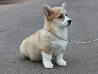 Вельш корги пемброк  /  Welsh corgi pembroke