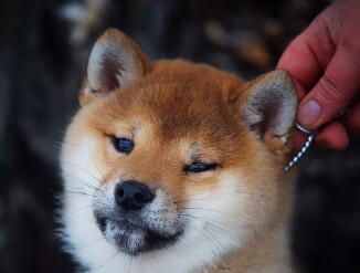 Сиба-ину  / Shiba Inu