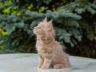 Метис Мейн кун