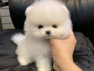 Hästi koolitatud pomeranlased