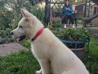 Щенок Белой швейцарской овчарки