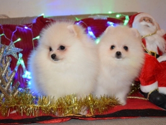 Хорошо обученные померанцы