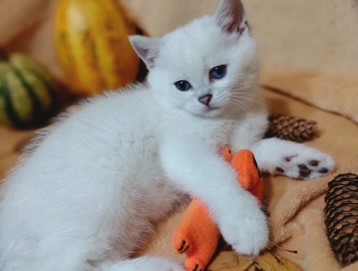 Британский котенок  BRI ns 11 33