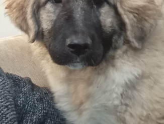 Щенок кавказкой овчарки