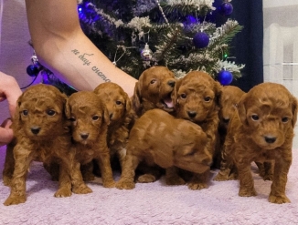 Продажа щенков пуделя