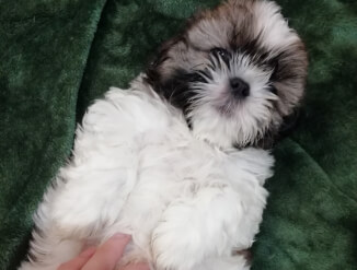 Чистокровный щенок Ши-Тцу