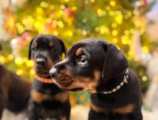 Doberman