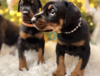 Щенки до кармана на продажу