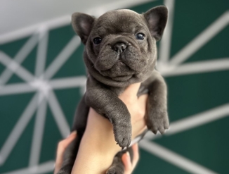 французского бульдога