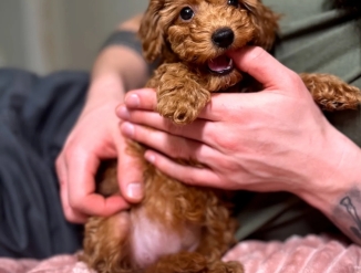 Продажа щенков пуделя