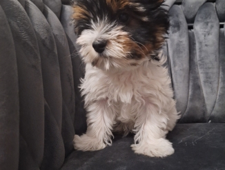 Продаю йорка