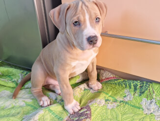 Американский стаффордширский терьер