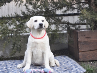 Шикарная деаочка лабрадор