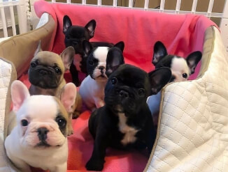 щенки французского бульдога