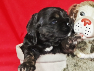 Amerika kokker spaniel