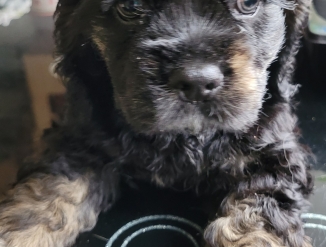 Американский кокер спаниель