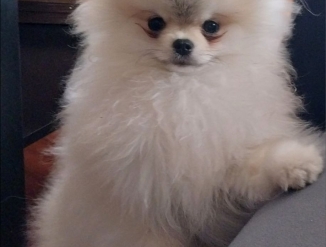 Отдам щенка шпица в добрые руки