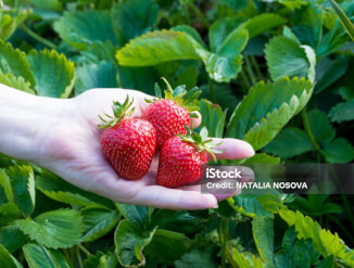 Сбор клубники