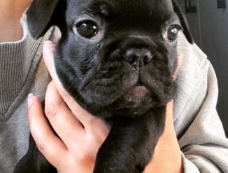 французского бульдога